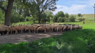 Flock of sheep in the countryside