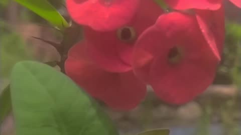 Beauty of my garden💗|beautiful flowers 🌹🌼| views 💗|love this guys 💗