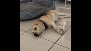 Dog barks in her sleep! (Funny)