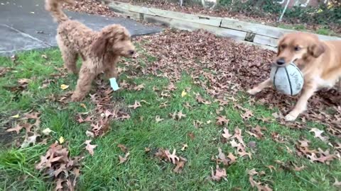 Baby Golden Doodle greeting Karis coming back from school