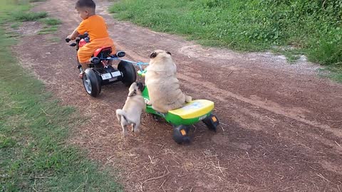 Pug Struggles To Get Back On Motorcycle After Falling Off