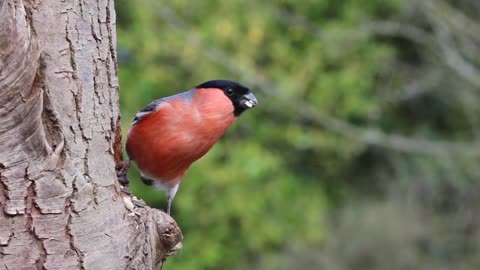 For other uses, see Bird (disambiguation) and Birds (disambiguation).