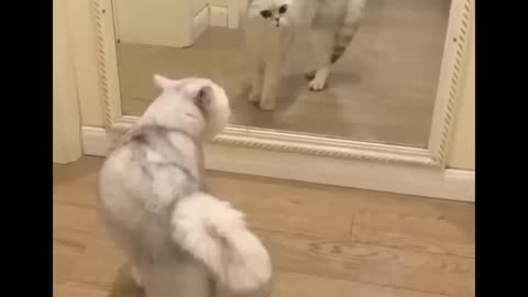 🤣HOLDING YOUR LAUGH while Watching these video😹 - Funny Cats Life