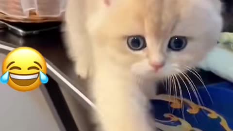 Funny cat video😂😂😂