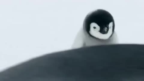 How cute is this Baby Penguin!!!