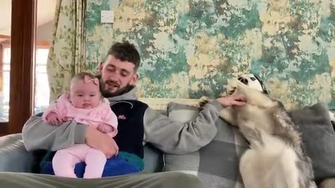 Jealous Husky Is More Of A Baby Than My Newborn Baby!!