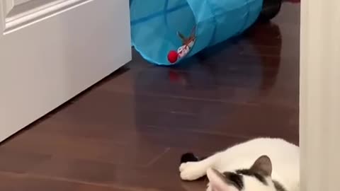 Adorable cat videos make your day
