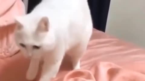 Cute Cat Dancing on DJ