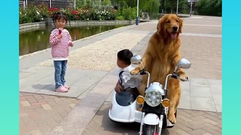 Cute and funny Dog 19