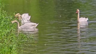 Many swans on a river / some beautiful white swans swimming on the river.