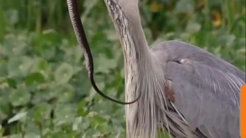 Great Blue Heron Swallows Alive Snake 🐍