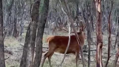 Australia Red Stagg hunts in NSW