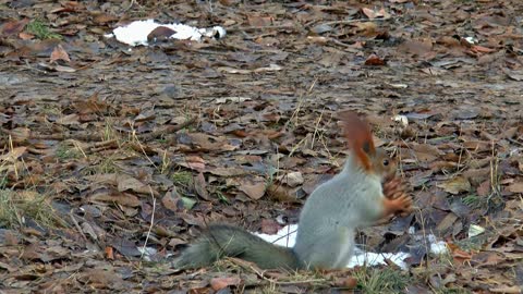 Protein,Protein video,Animal,Animal video