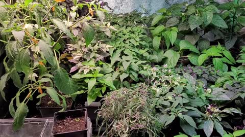 Indoor Pepper Plants Growing and Taking A Break