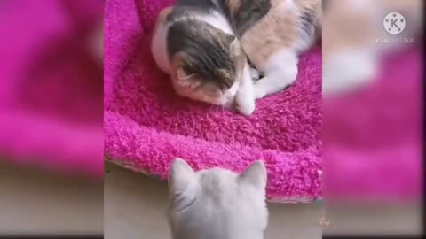 OMG So Cute Cats 🤣 Best Funny Cat Videos 2021 #shorts