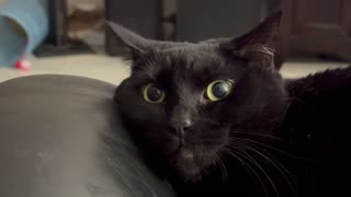 Adopting a Cat from a Shelter Vlog - Cute Precious Piper Makes an Unusual Face