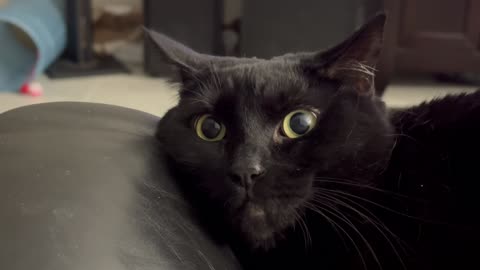 Adopting a Cat from a Shelter Vlog - Cute Precious Piper Makes an Unusual Face