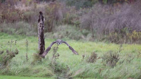 Slow motion great horned owl flying at Canadian Raptor Conservancy #2