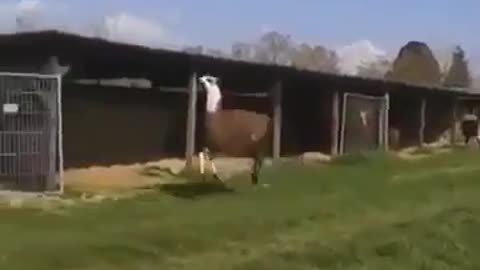 Jumping for Joy: Hilarious Lama Celebrates Life!