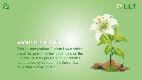3 white-lily-plant (water lily)