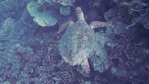 Species Of Turtles Swimming Underwater & On Land With Relaxing Music