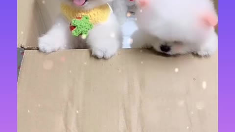 14 cute puppies |Cute Dogs