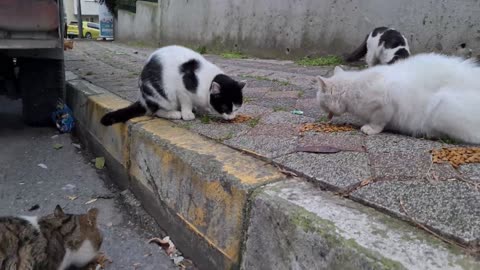 Very Cute White Stray Cat