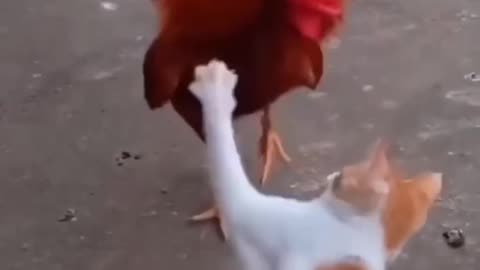 Cat vs Chiken fight🤣