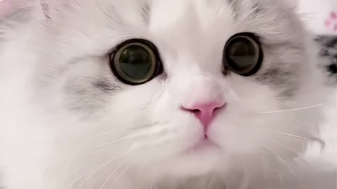 Cute cat 😍🤗