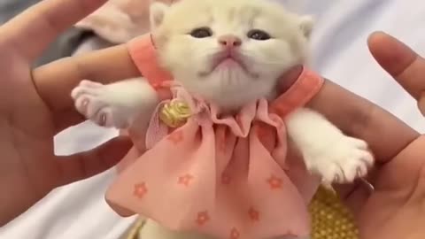 Little Kitten Cute Video.