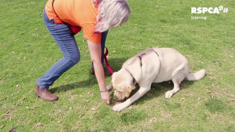 Free dog TRAINING SERIES-) lesson:1 how to teach your dog to sit and drop