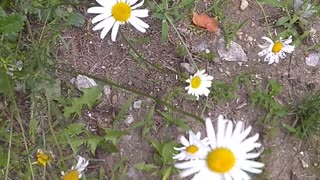 Daisies