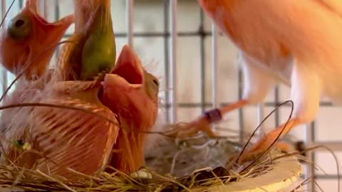 Colour Canary Bird breeding - bird feeding his chicks in nest - nestling baby birds