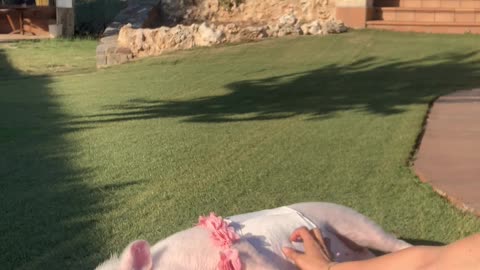 Roxy the Pig Gets Tickled and Falls to the Ground