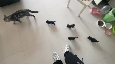 Crowds of kittens
