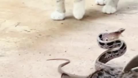 Cat vs snak stand of | cat snake flight