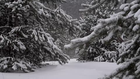 Whispering Winter Winds: Snowfall & Wind Sounds for Relaxation