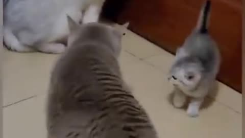 cat full funny and crezy video