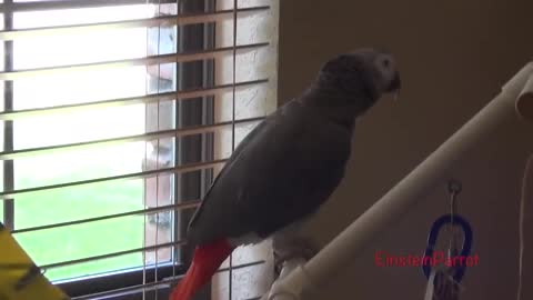 funny parrot going crazy - Einstein the monster