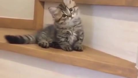 The kitten walking the stairs, cute