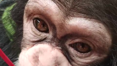 The big eyes of a baby chimp