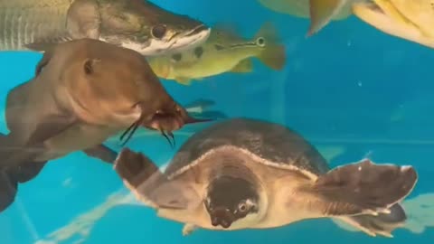 MONSTER Fishtank - My Giant Arapaima, Turtle,