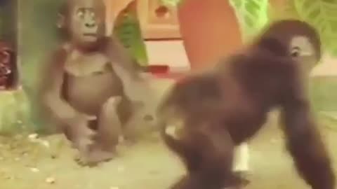 Cute little orangutan