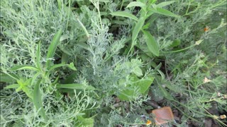 A Wild Bloomer California Poppy July 2022