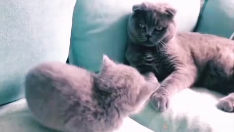 Cute and funny cats animals