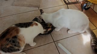 Cats Eating Breakfast