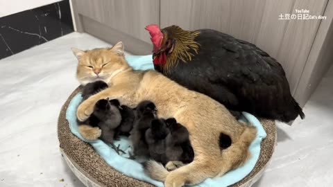 The hen was surprised! Kittens know how to take care of chicks better than hens It's cute