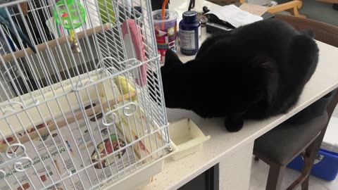 Adopting a Cat from a Shelter Vlog - Cute Precious Piper Helps with Cleaning the Bird Cage