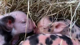 Day Old Piglets Cuddle and Kiss