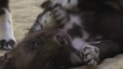 Who knew baby wild dogs were so cute? #BabyAnimals #wildlife #shorts